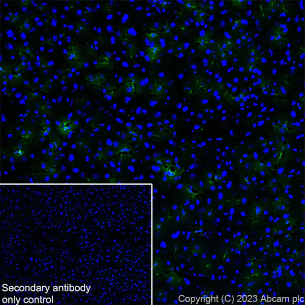 Immunohistochemistry (Frozen sections) - Anti-NOX2/gp91phox antibody [EPR28415-13] - BSA and Azide free (AB310338)
