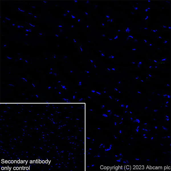Immunohistochemistry (Frozen sections) - Anti-NOX2/gp91phox antibody [EPR28415-13] - BSA and Azide free (AB310338)