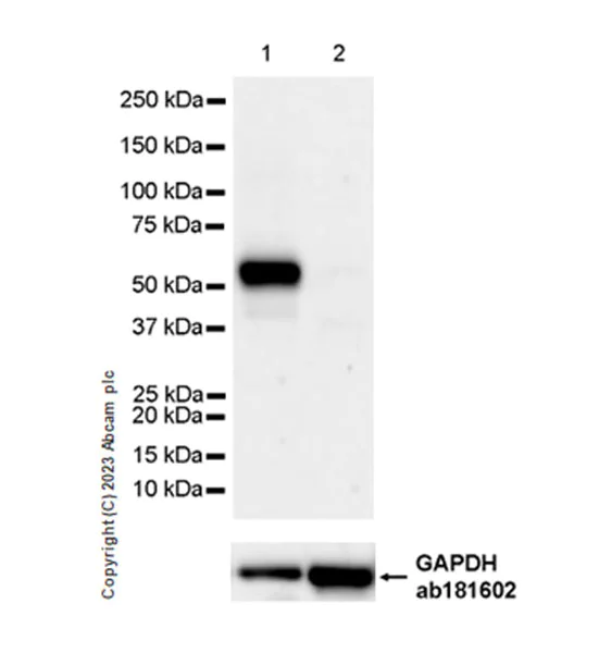 Western blot - Anti-NOX2/gp91phox antibody [EPR28415-13] - BSA and Azide free (AB310338)