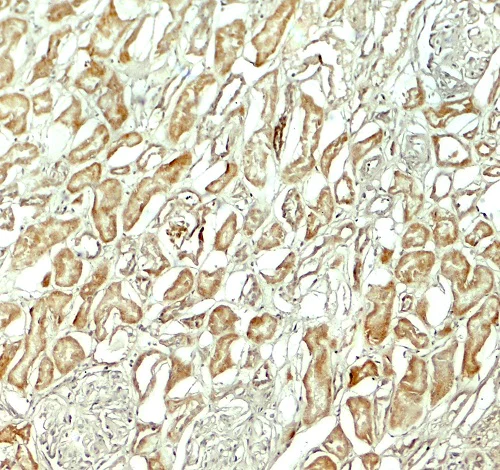 Immunohistochemistry (Formalin/PFA-fixed paraffin-embedded sections) - Anti-NOX3 antibody (AB254572)