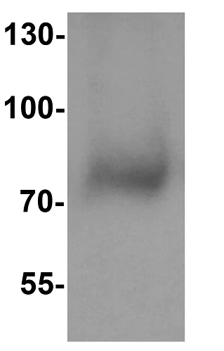 Western blot - Anti-NOX3 antibody (AB254572)
