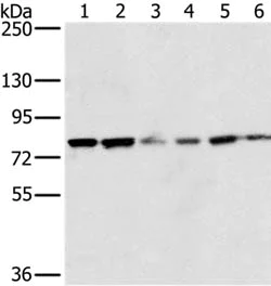 Western blot - Anti-NOX5 antibody (AB198213)