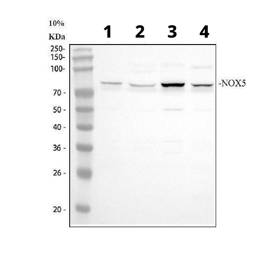 Western blot - Anti-NOX5 antibody - C-terminal (AB191010)