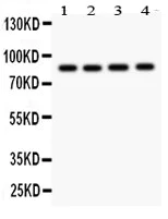 Western blot - Anti-NOX5 antibody - C-terminal (AB191010)