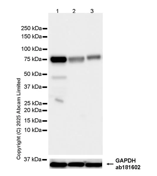 Western blot - Anti-NOX5 antibody [EPR29814-35] (AB325647)
