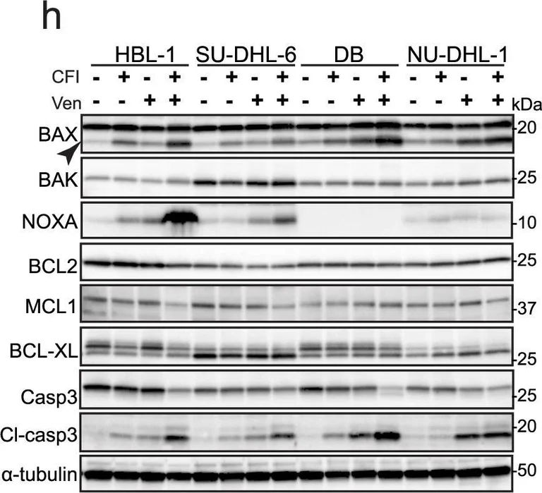 Western blot - Anti-Noxa antibody [114C307] (AB13654)