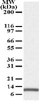 Western blot - Anti-Noxa antibody [114C307] (AB13654)
