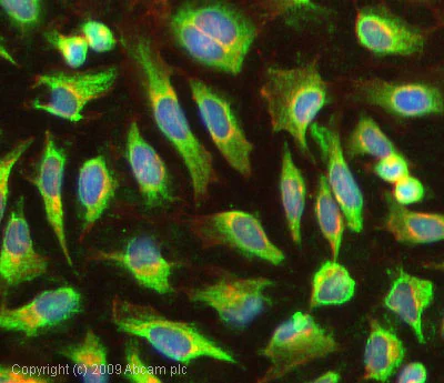 Immunocytochemistry/ Immunofluorescence - Anti-Noxa antibody (AB36833)
