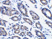 Immunohistochemistry (Formalin/PFA-fixed paraffin-embedded sections) - Anti-Noxa antibody (AB36833)