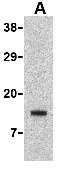 Western blot - Anti-Noxa antibody (AB36833), expandable thumbnail