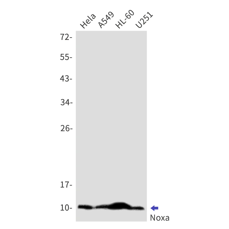 Western blot - Anti-Noxa Antibody [S07-3H6] (AB317420)