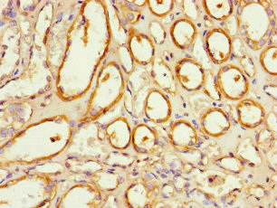 Immunohistochemistry (Formalin/PFA-fixed paraffin-embedded sections) - Anti-NOXA1 antibody (AB222852), expandable thumbnail