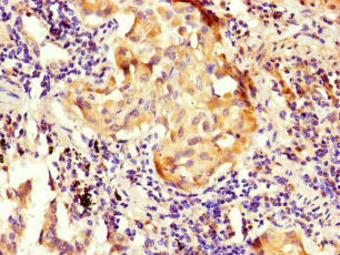Immunohistochemistry (Formalin/PFA-fixed paraffin-embedded sections) - Anti-NOXA1 antibody (AB222852), expandable thumbnail