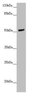 Western blot - Anti-NOXA1 antibody (AB222852), expandable thumbnail