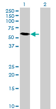 Western blot - Anti-NOXA1 antibody (AB68523)