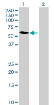 Western blot - Anti-NOXA1 antibody (AB68523)