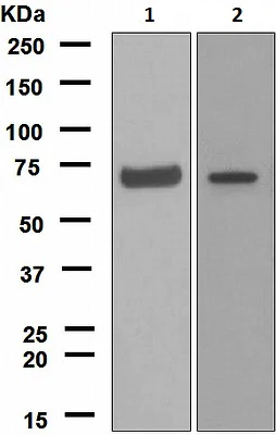 Western blot - Anti-NOXA2/p67phox antibody [EPR5064] (AB109366)