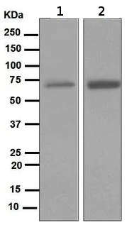 Western blot - Anti-NOXA2/p67phox antibody [EPR5065] (AB109523)