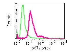 Flow Cytometry (Intracellular) - Anti-NOXA2/p67phox antibody [EPR5065] - BSA and Azide free (AB247891), expandable thumbnail