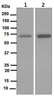 Western blot - Anti-NOXA2/p67phox antibody [EPR5065] - BSA and Azide free (AB247891), expandable thumbnail