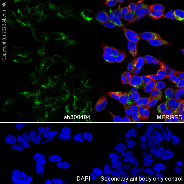 Immunocytochemistry/ Immunofluorescence - Anti-NP-I antibody [EPR25683-17] (AB300404), expandable thumbnail