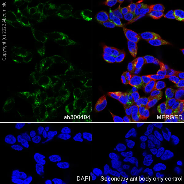 Immunocytochemistry/ Immunofluorescence - Anti-NP-I antibody [EPR25683-17] (AB300404)