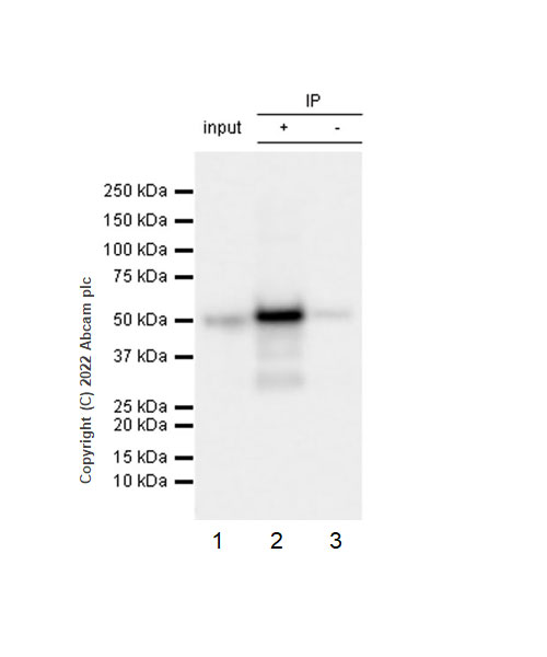 Immunoprecipitation - Anti-NP-I antibody [EPR25683-17] (AB300404), expandable thumbnail