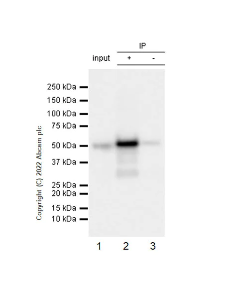 Immunoprecipitation - Anti-NP-I antibody [EPR25683-17] (AB300404)