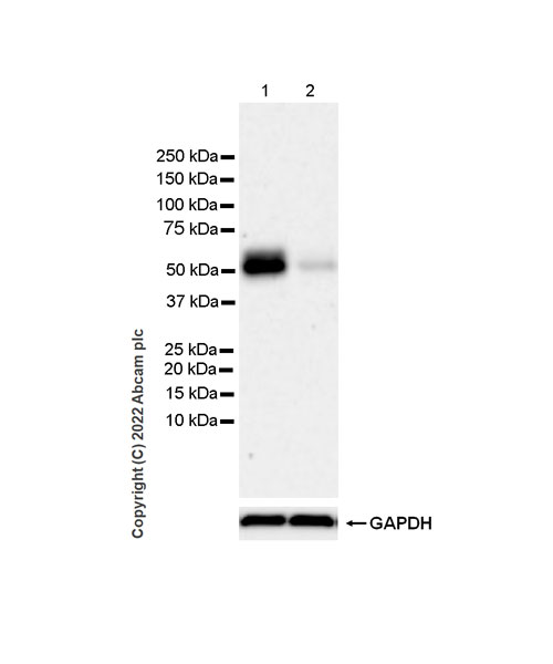 Western blot - Anti-NP-I antibody [EPR25683-17] (ab300404), expandable thumbnail