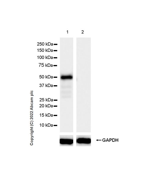 Western blot - Anti-NP-I antibody [EPR25683-17] (ab300404), expandable thumbnail