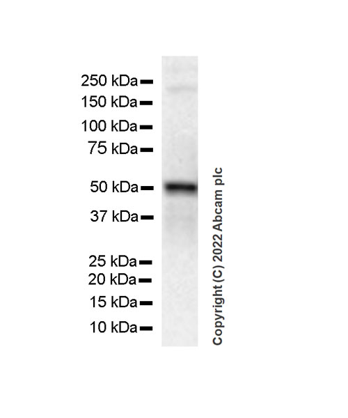 Western blot - Anti-NP-I antibody [EPR25683-17] (AB300404), expandable thumbnail