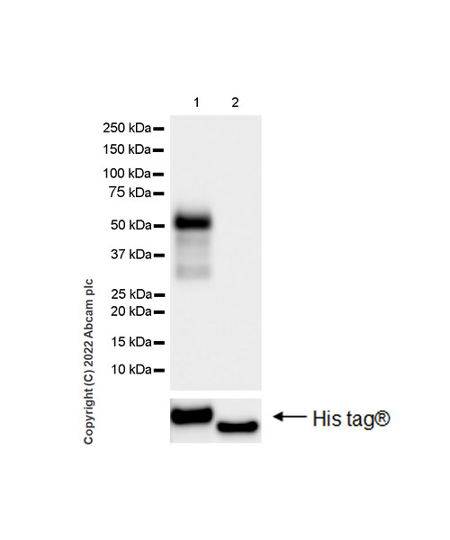 Western blot - Anti-NP-I antibody [EPR25683-17] (AB300404), expandable thumbnail
