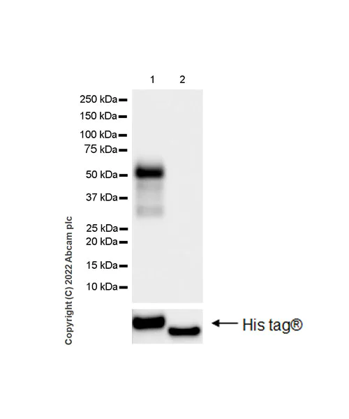 Western blot - Anti-NP-I antibody [EPR25683-17] (AB300404)