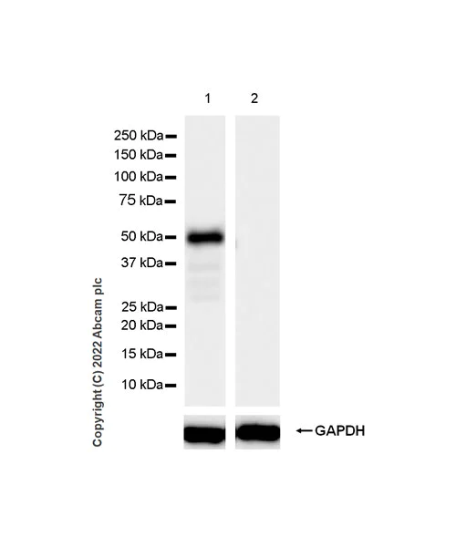 Western blot - Anti-NP-I antibody [EPR25683-17] (BSA and Azide free) (AB300416)