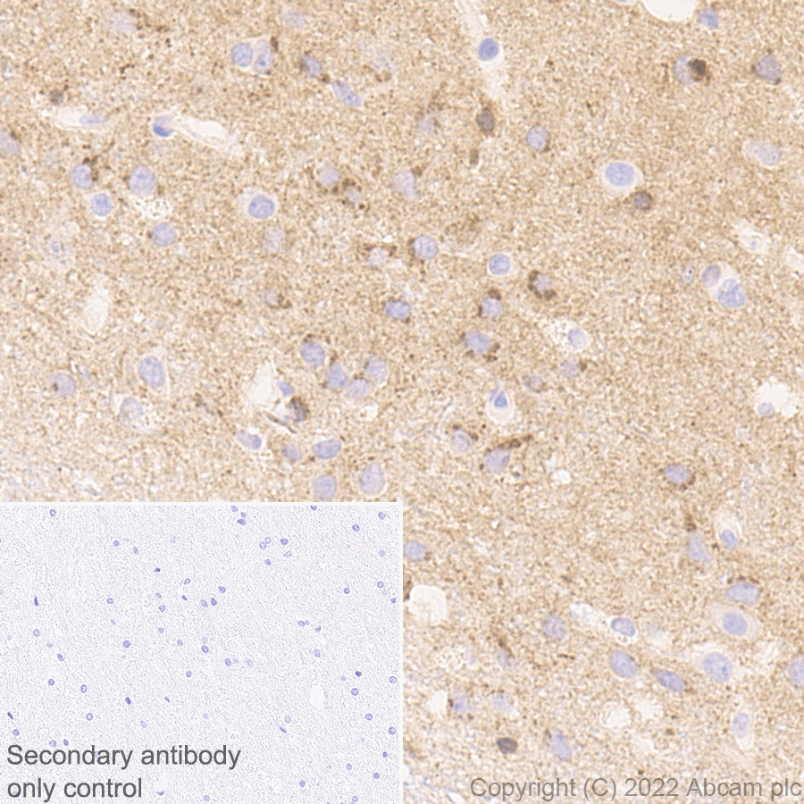 Immunohistochemistry (Formalin/PFA-fixed paraffin-embedded sections) - Anti-NP-I antibody [EPR25683-64] - BSA and Azide free (ab289990), expandable thumbnail