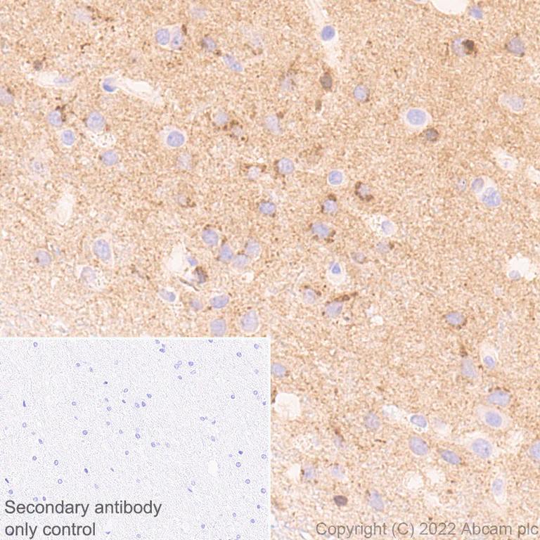Immunohistochemistry (Formalin/PFA-fixed paraffin-embedded sections) - Anti-NP-I antibody [EPR25683-64] - BSA and Azide free (AB289990)