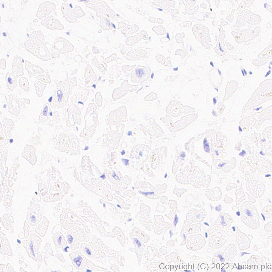 Immunohistochemistry (Formalin/PFA-fixed paraffin-embedded sections) - Anti-NP-I antibody [EPR25683-64] - BSA and Azide free (ab289990), expandable thumbnail