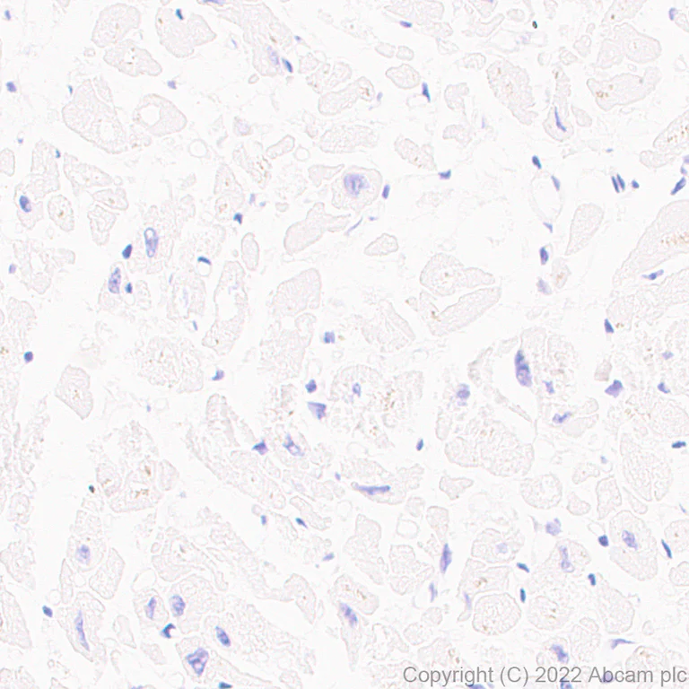 Immunohistochemistry (Formalin/PFA-fixed paraffin-embedded sections) - Anti-NP-I antibody [EPR25683-64] - BSA and Azide free (AB289990)