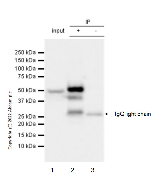 Immunoprecipitation - Anti-NP-I antibody [EPR25683-64] - BSA and Azide free (AB289990), expandable thumbnail