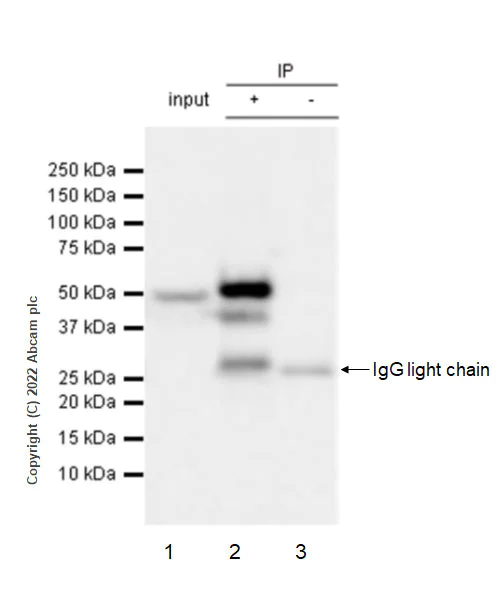 Immunoprecipitation - Anti-NP-I antibody [EPR25683-64] - BSA and Azide free (AB289990)