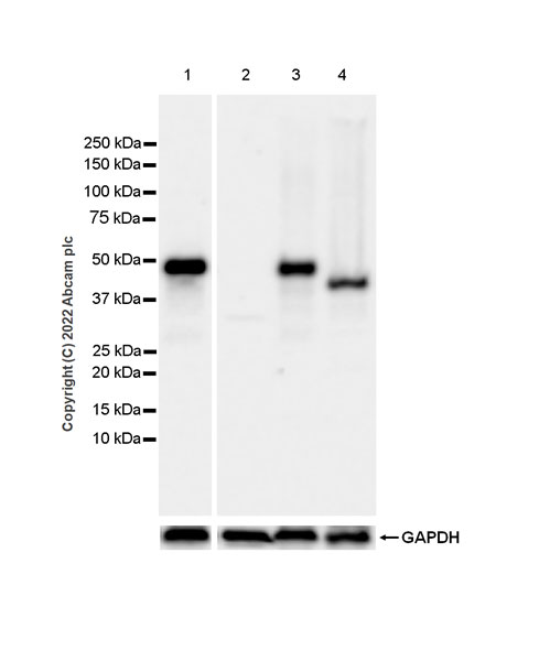 Western blot - Anti-NP-I antibody [EPR25683-64] - BSA and Azide free (ab289990), expandable thumbnail