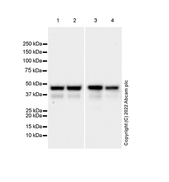 Western blot - Anti-NP-I antibody [EPR25683-64] - BSA and Azide free (AB289990), expandable thumbnail