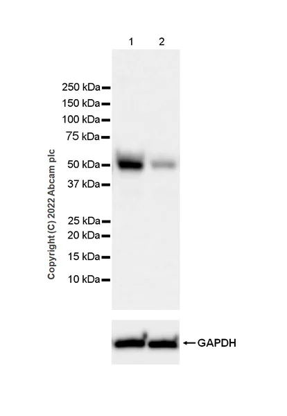 Western blot - Anti-NP-I antibody [EPR25683-64] - BSA and Azide free (AB289990)
