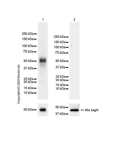 Western blot - Anti-NP-I antibody [EPR25683-64] - BSA and Azide free (ab289990), expandable thumbnail