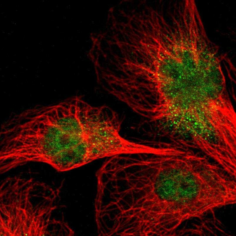 Immunocytochemistry/ Immunofluorescence - Anti-NPAS3 antibody (AB254662)