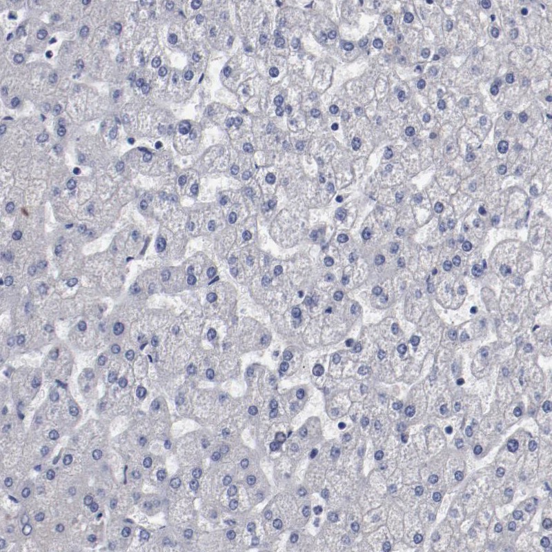 Immunohistochemistry (Formalin/PFA-fixed paraffin-embedded sections) - Anti-NPAS3 antibody (AB254662)