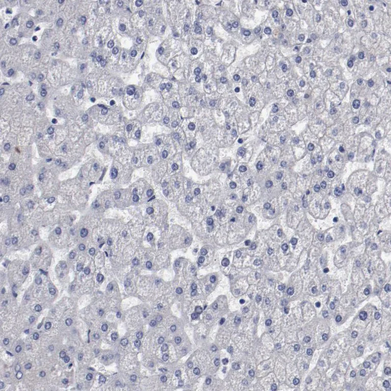 Immunohistochemistry (Formalin/PFA-fixed paraffin-embedded sections) - Anti-NPAS3 antibody (AB254662)