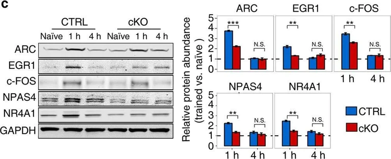 Western blot - Anti-Npas4 antibody (AB109984)