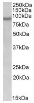 Western blot - Anti-Npas4 antibody (AB109984)
