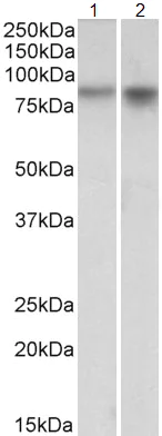 Western blot - Anti-Npas4 antibody (AB109984)